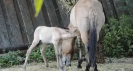 Warszawskie zoo ma nowego mieszkańca. Internauci wyb&hellip;
