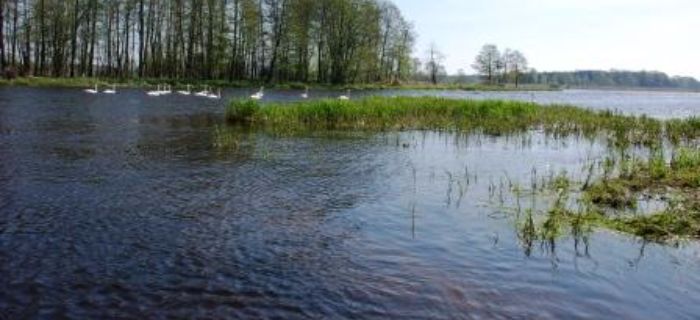 Strzyże - Narew - okolice miejscowości Strzyże nad Narwią