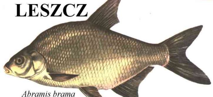 Trochę o Leszczu