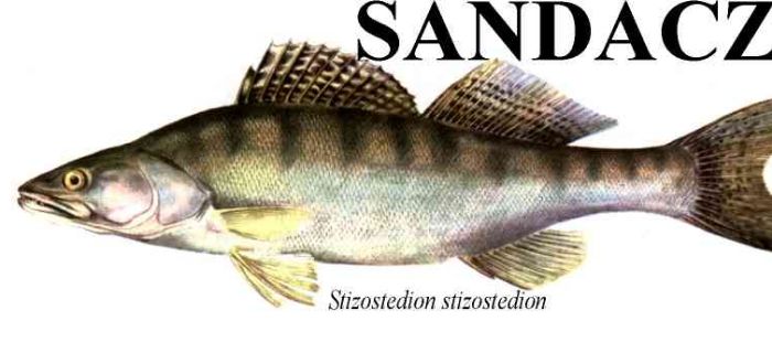 Sandacz 