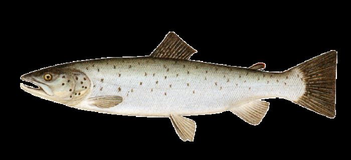 Troć wędrowna 