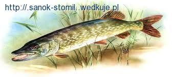 Zarybienie Łowiska w Hłomczy szczupakiem 10.11.2014