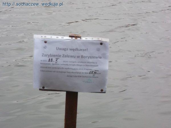 Zarybienie Zalewu w Boryszewie 2014