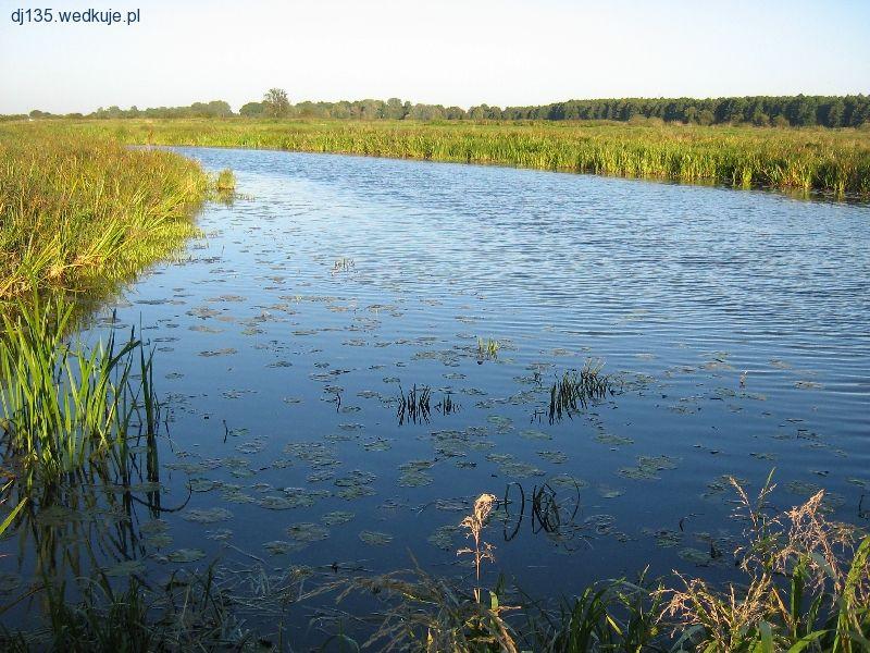 Doktorce - starorzecze rzeki Narew