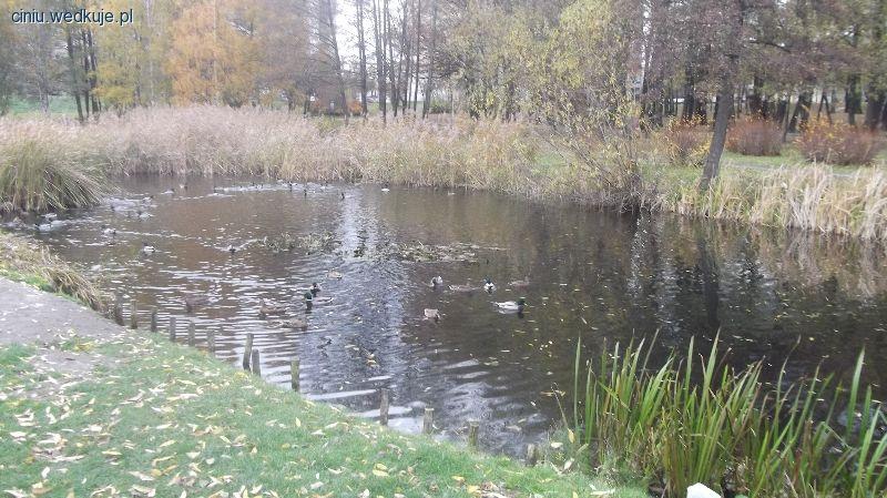 Czyszczenie stawku w parku u Franciszkanów Tychy