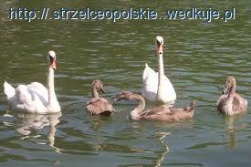 Wędkarz barbarzyńca