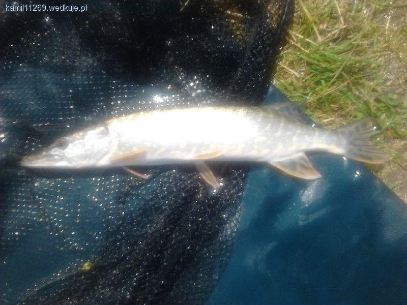 Zanęta MVDE Super Carp Strawberry od Robinsona