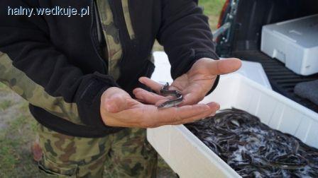 Zarybienie węgorzem w powiecie Starogardzkim