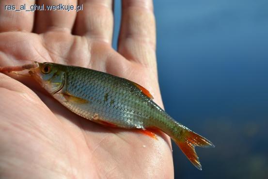 WędkaRobinson DynaCore Picker â trzydniowe testy