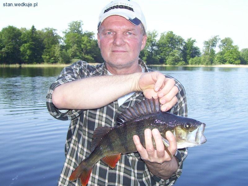 Rekordowe okonie