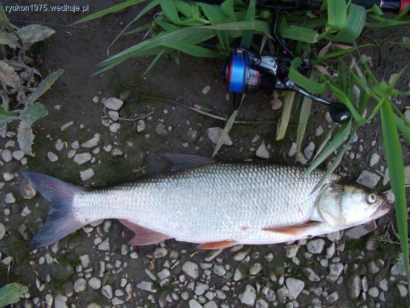 Dragon Fishmaker II FD 930 i