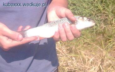 Łatwe Klenie