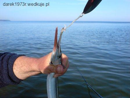 Mistrzostwa Koła w Połowie Belon na Spinning-Dziwnów 2014