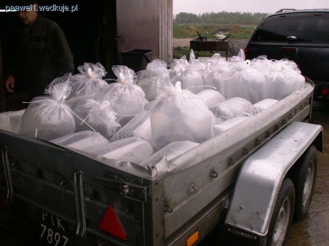 Zarybianie RP4 - szczupak