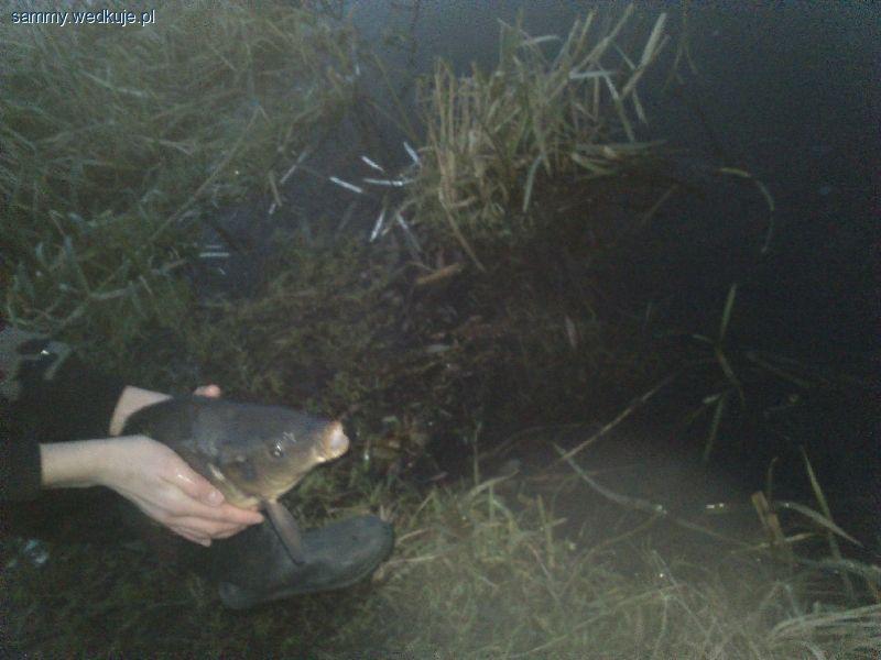 Ładny karaś i piękna ... łyska