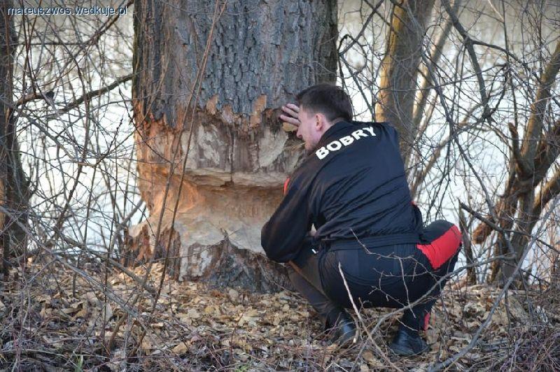 Bobry w Polsce – inwazja czy powrót do normalności?