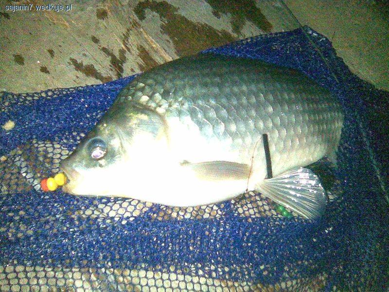 Karaś, łowienie w nocy - nocny smakosz