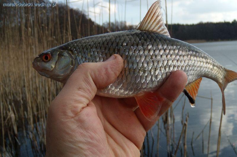 Łowienie na ostatnim lodzie