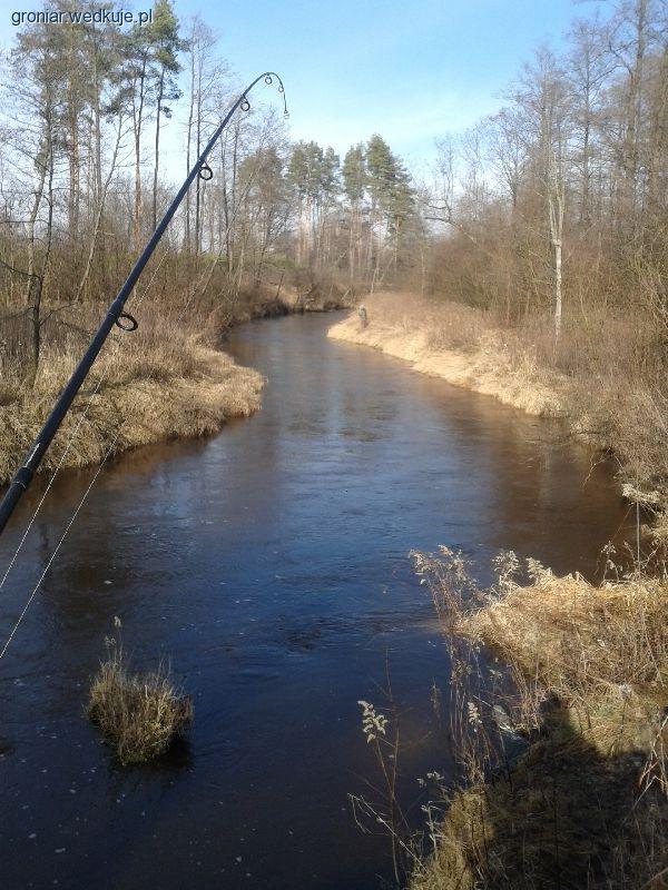 Rzeka Bukowa - pstrągi