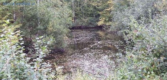 Karasie z leśnych oczek, bajor i sadzawek