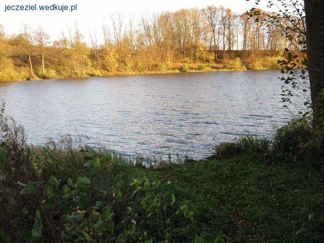 Zarybienie w Kole Nr. 4 w Kwidzynie