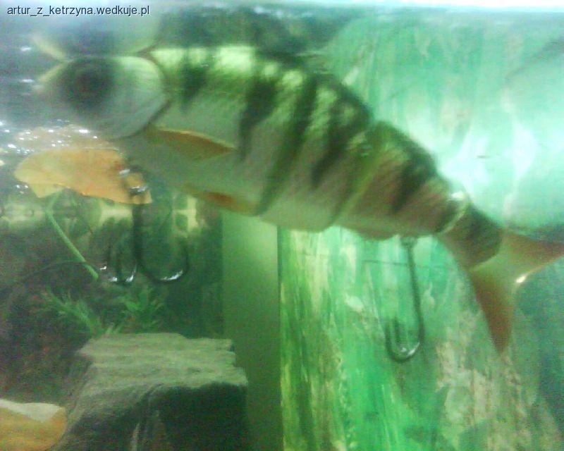 Izumi Shad Alive 120