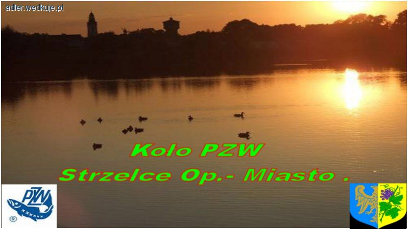 Konkurs Nasze najpiękniejsze rybki sezonu 2013