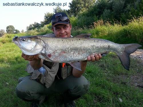 Boleniowa nauczka