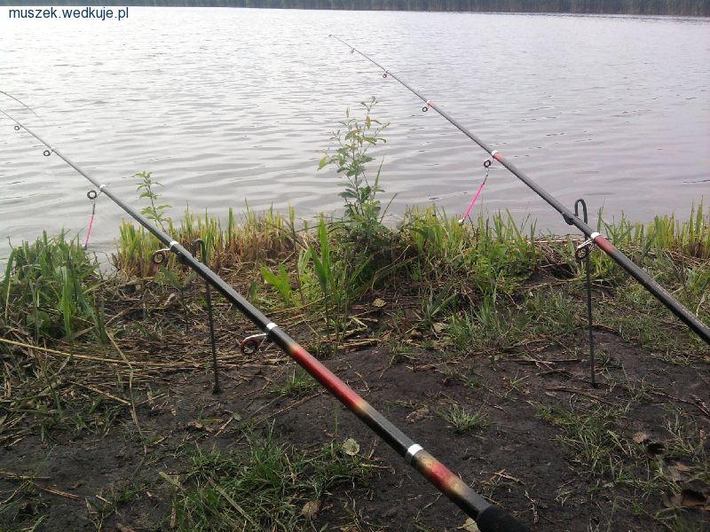Okoń, leszcz i płotka w cieniu karpi