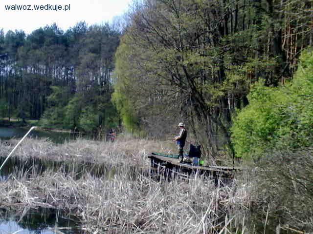 Jezioro Nowojasinieckie i duże węgorze