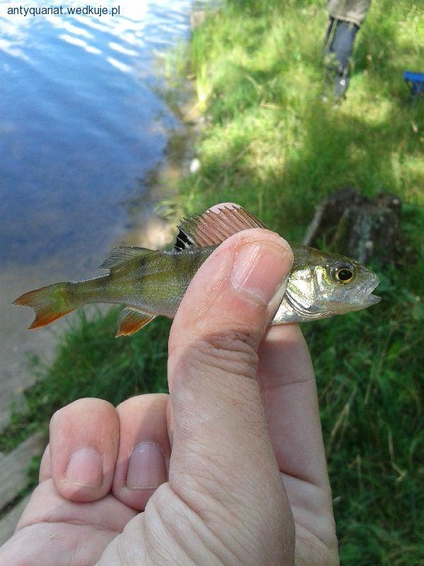 Poranny spinning na jeziorze