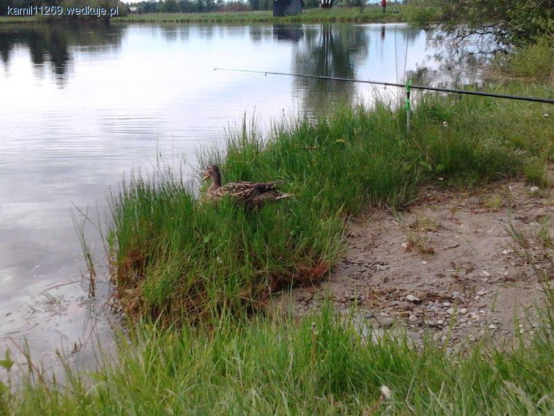 O Balatonie w 2013