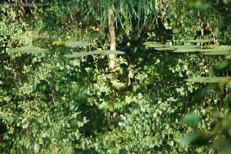 Fishing In Ickburgh - Buckenham Pits