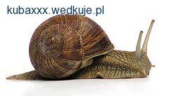 Wodne ślimaki na przynęte