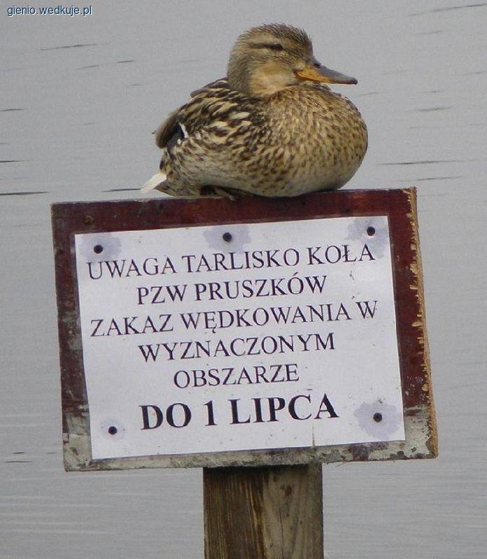 Zarybianie łowisk w Pruszkowie