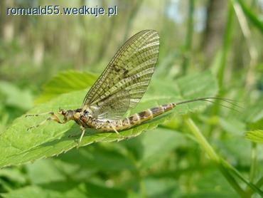 Drobna fauna wodna na przynętę