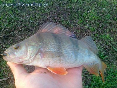 Pierwszy wiosenny garbusek