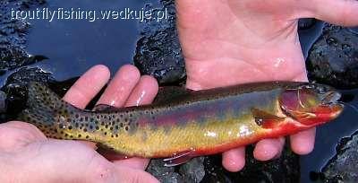 Golden Trout czyli prawdziwa ZŁOTA RYBKA