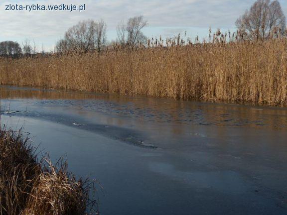 Cybina (Gortatów)