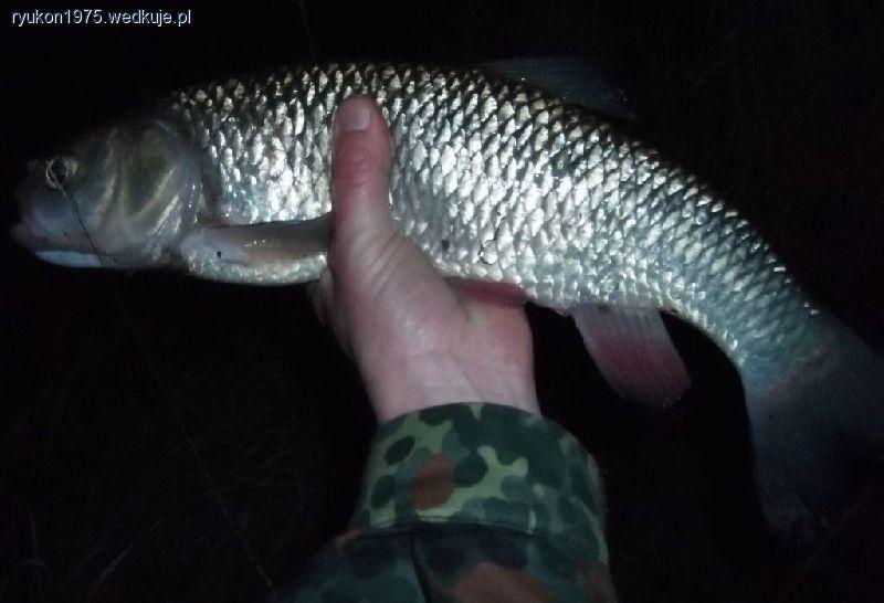 Rzeczny kleń na feeder - podstawy