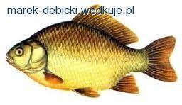 Nowy klub wędkarski na wedkuje.pl