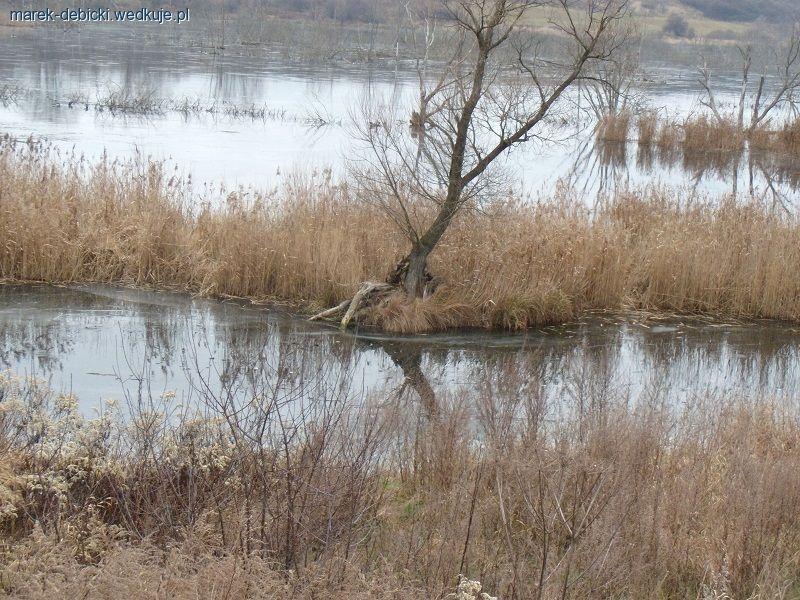 Nowe oblicze Cybiny
