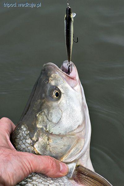 Salmo Thrill - boleniowy Salmo