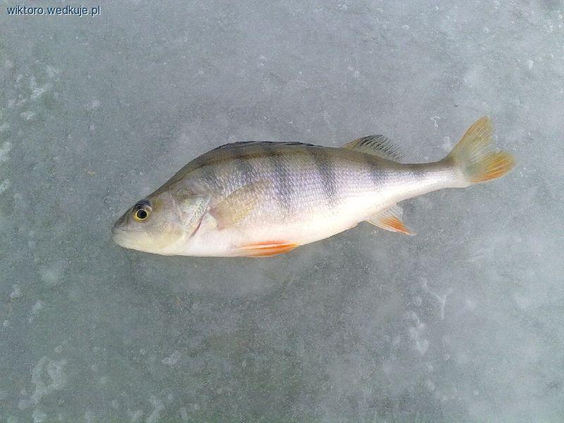 Pierwsze łowy podlodowe