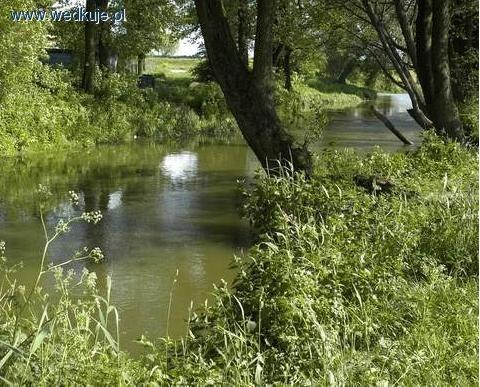 Bystrzyca – rzeka w Grodzie Koziołka.