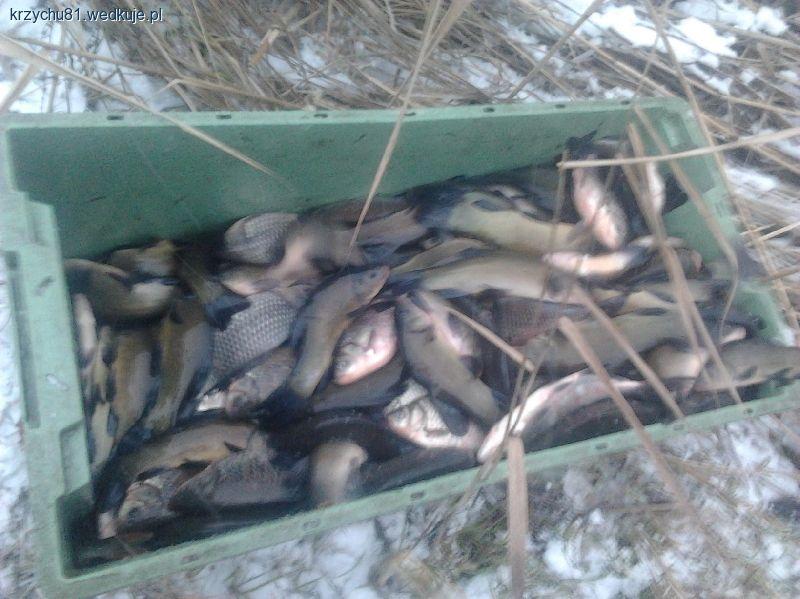 Zarybianie Koła PZW Skierniewice Miasto