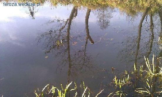 Duży karaś-łowiska,sprzęt,przynęty. 