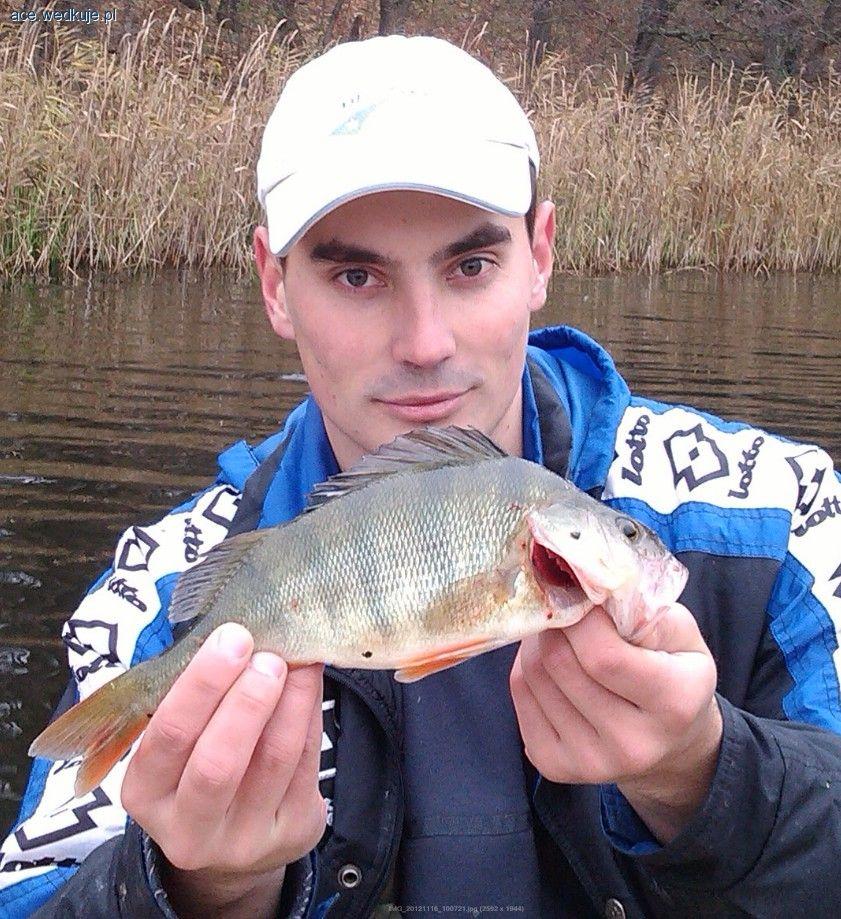 Miały być szczupaki, a brały pasiaki