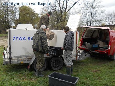 Zarybienie jaziem rzeki Raby