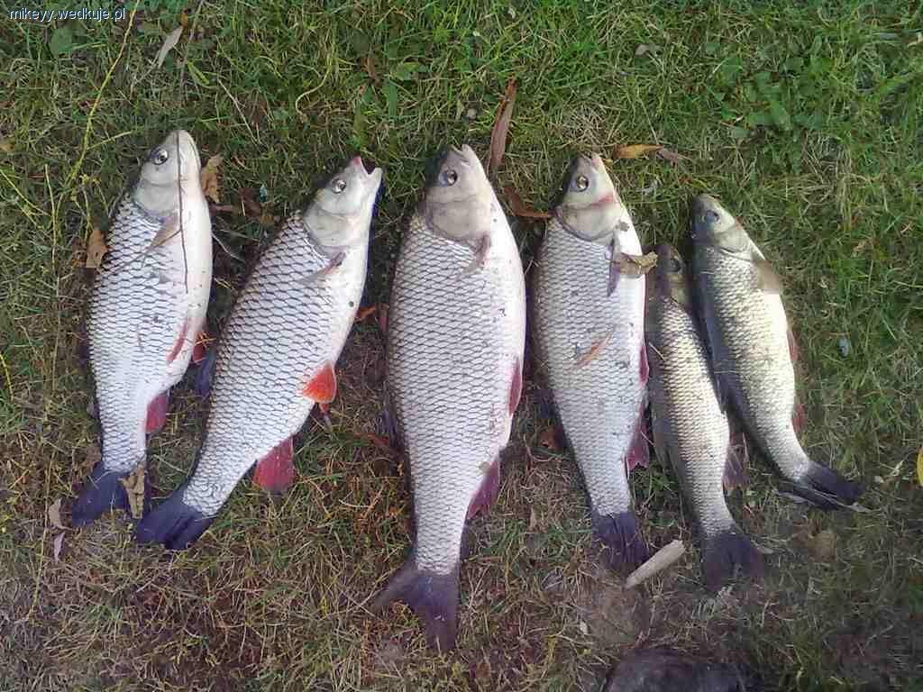 Warciańskie tyczkowanie.